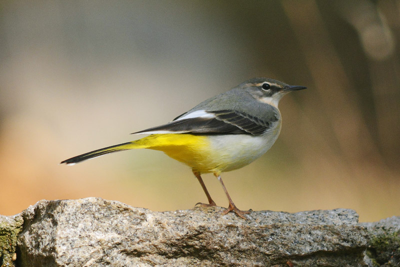 birding en gredos