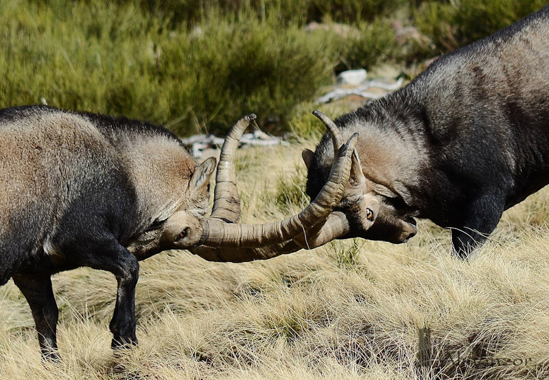 cabras macho gredos