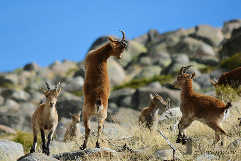 cabritas gredos