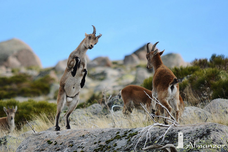 cabritillos gredos