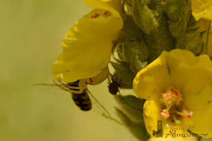 fauna gredos 1