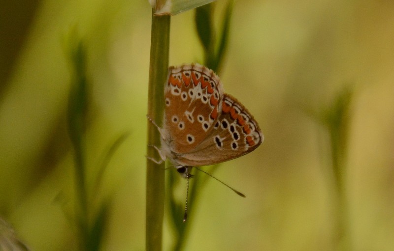 gredos mariposa 1