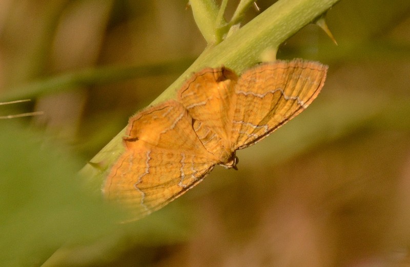 gredos mariposa