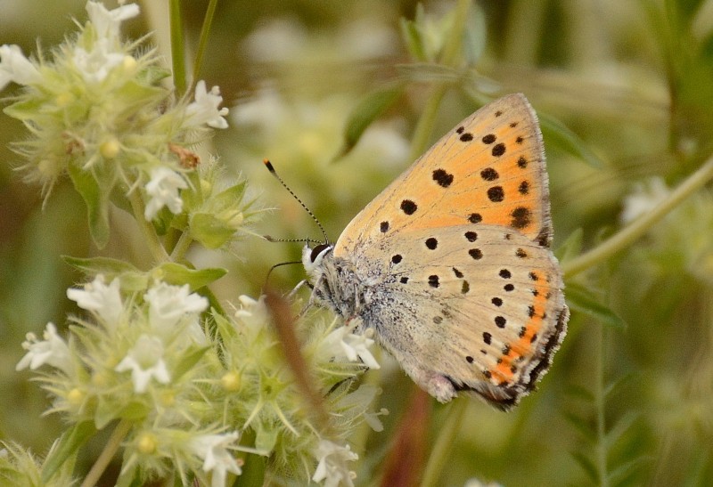 gredos mariposas