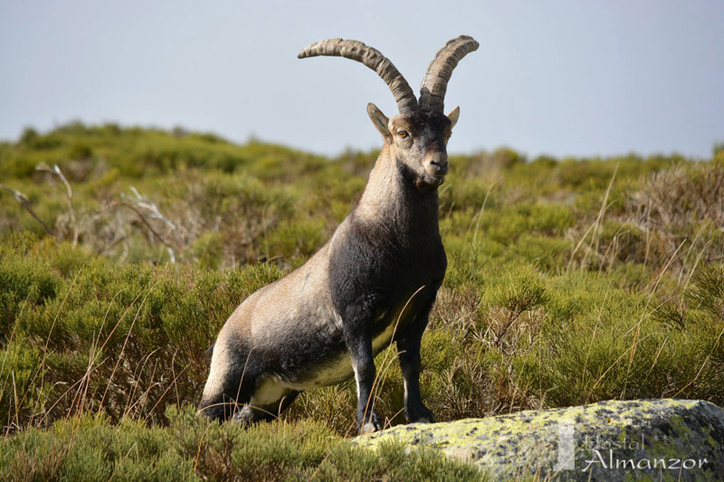 macho cabra de gredos