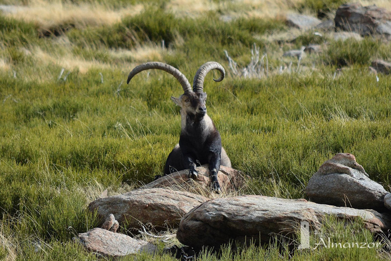 macho cabrio de gredos