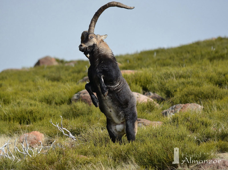 macho cabrio en gredos