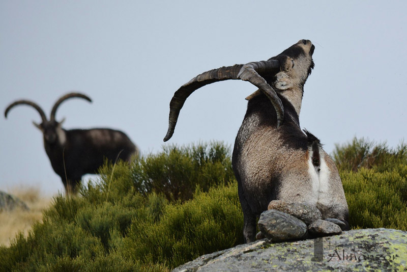 machos monteses en Gredos