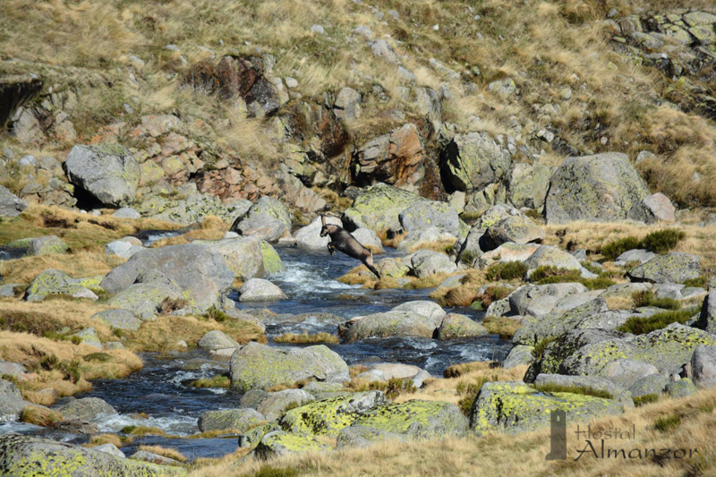 macho gredos