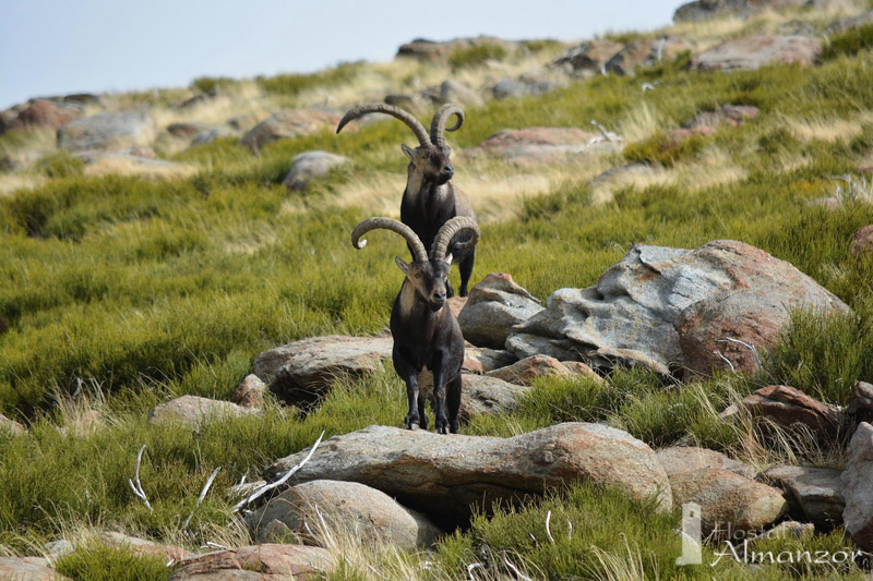 machos en gredos