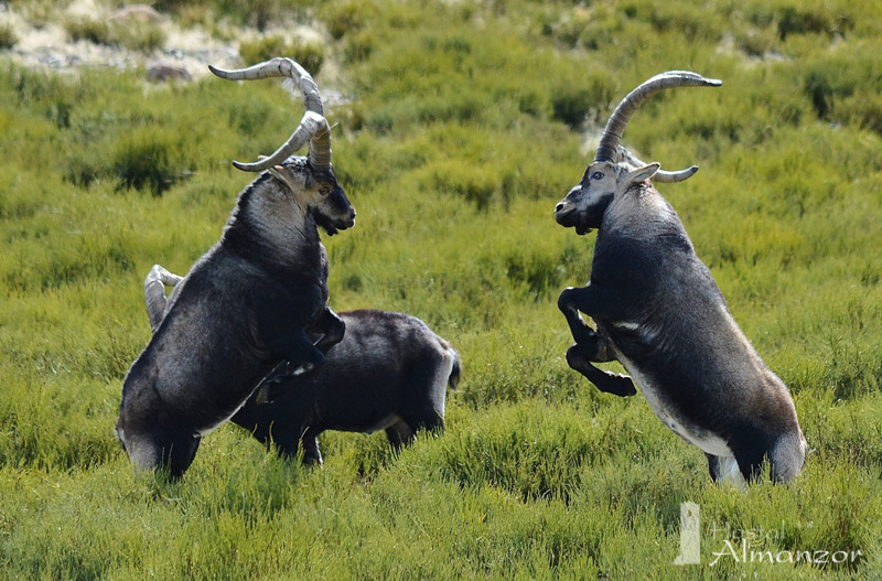 machos peleando en gredos