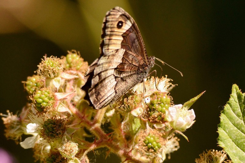 mariposa en flor