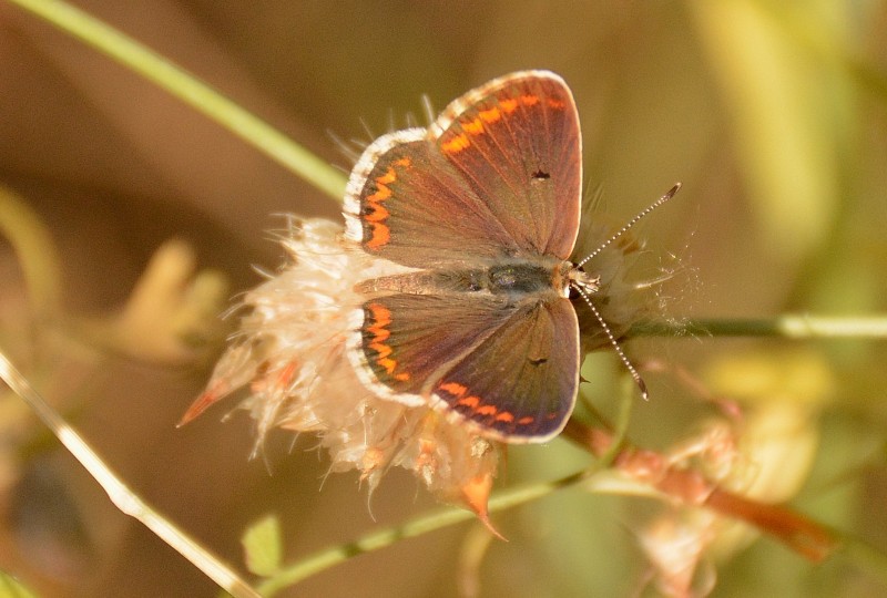 mariposa en gredos