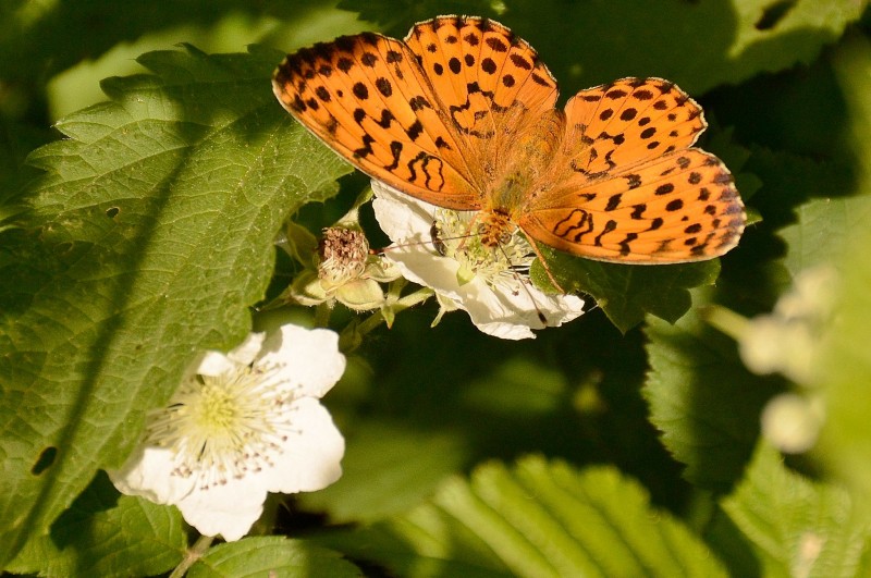 mariposa gredos