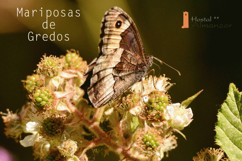 mariposa-sierra-de-gredos