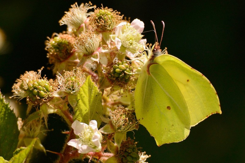 Mariposas de Gredos