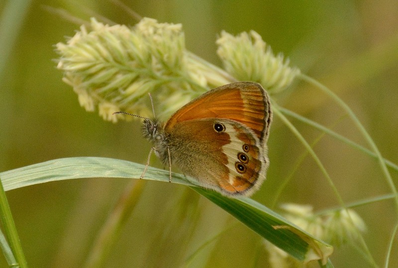 mariposas en gredos