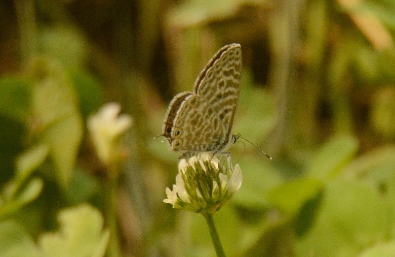 mariposas gredos 1