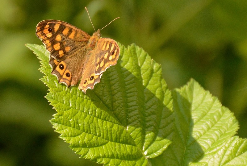 mariposas gredos