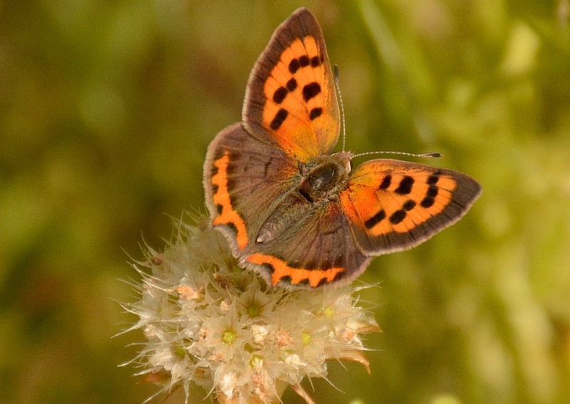 mariposas sierra de gredos