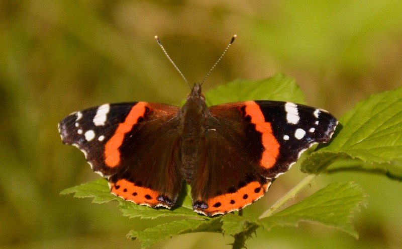 mariposas