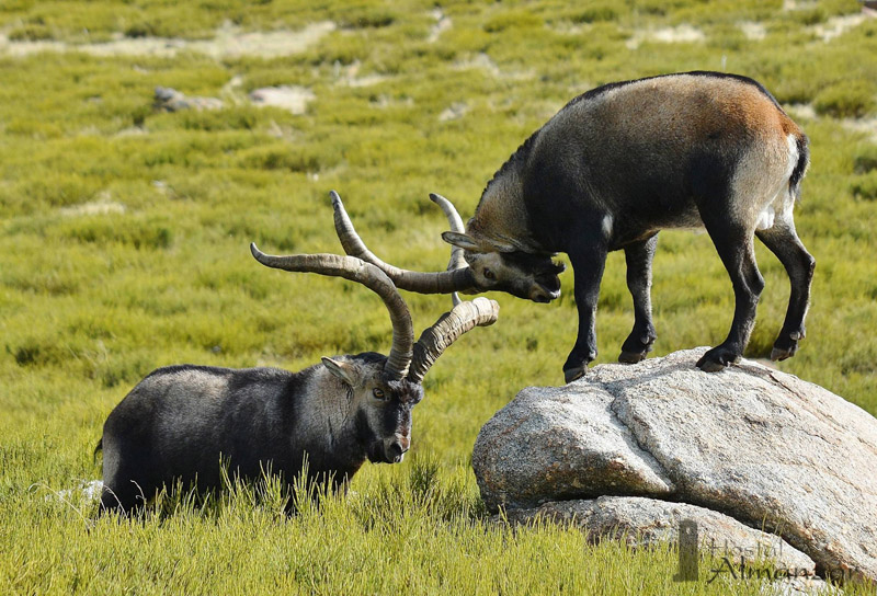 pelea machos gredos