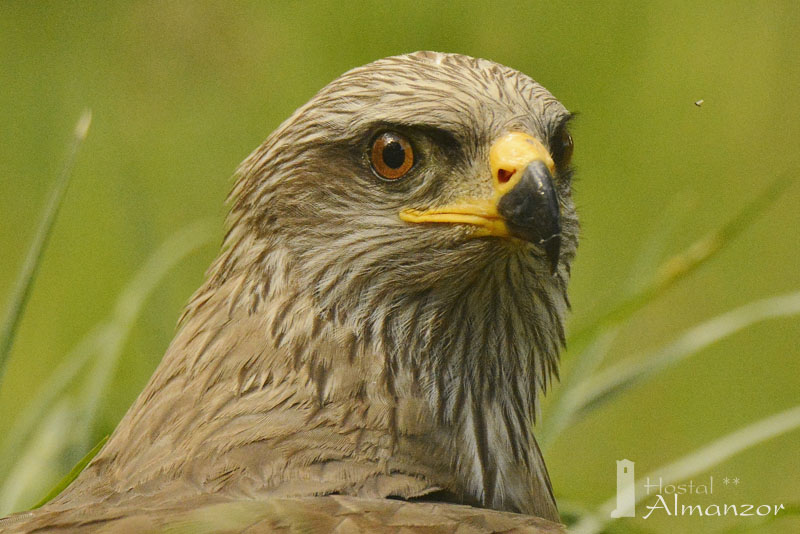 aguila