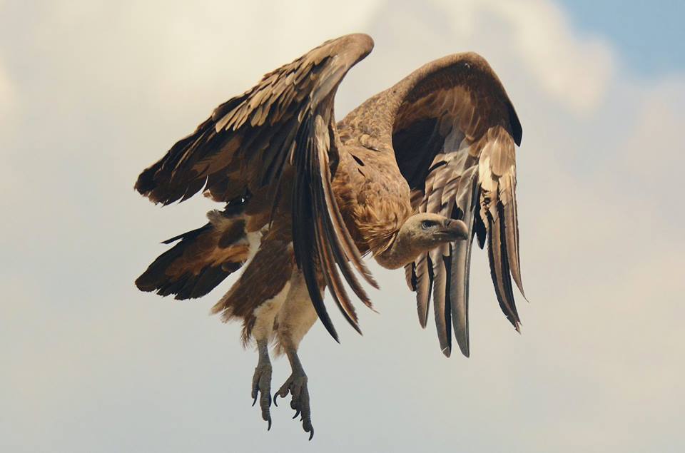 birding en gredos