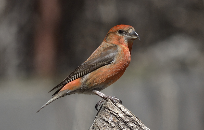 birding in spain