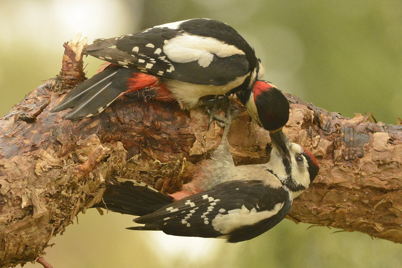 Bird watching Spain