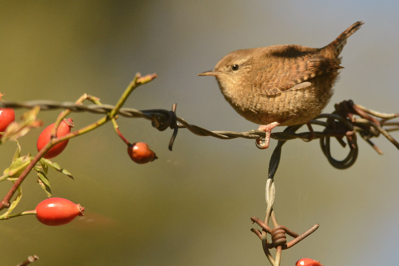 Bird watching Spain