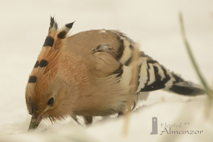 Birding Gredos