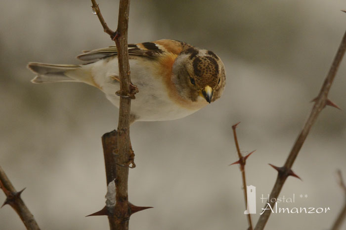 birding