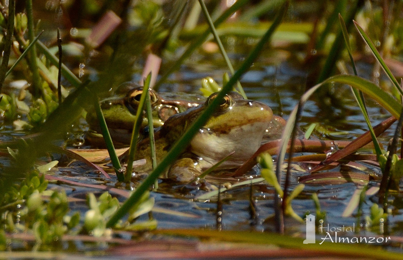 anfibios gredos