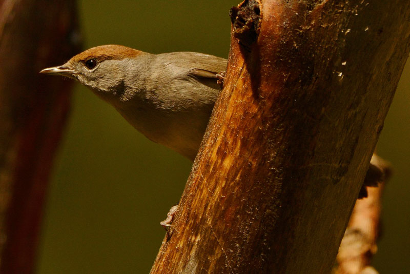 curruca capirotada hembra