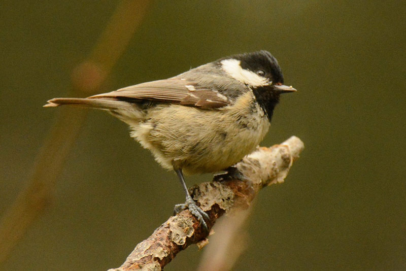 carbonero garrapinos