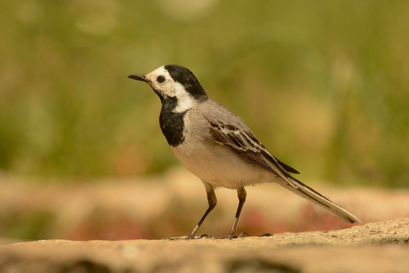 lavandera blanca