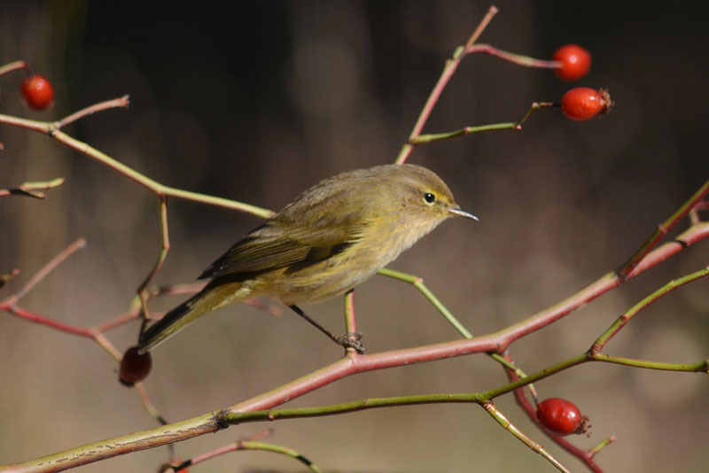 hotel lonely birder