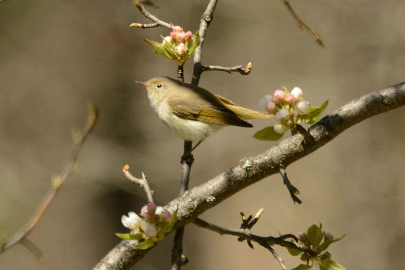 mosquitero papialbo