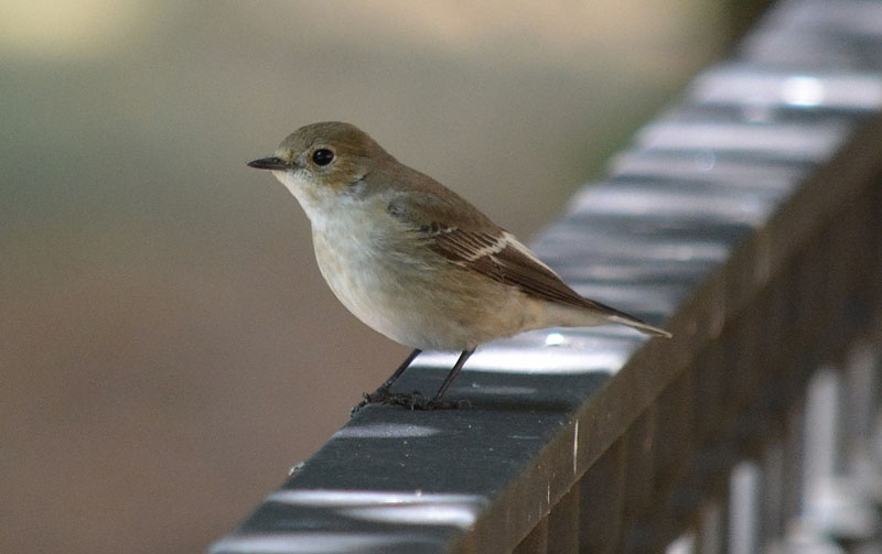 papamoscas cerrijillo