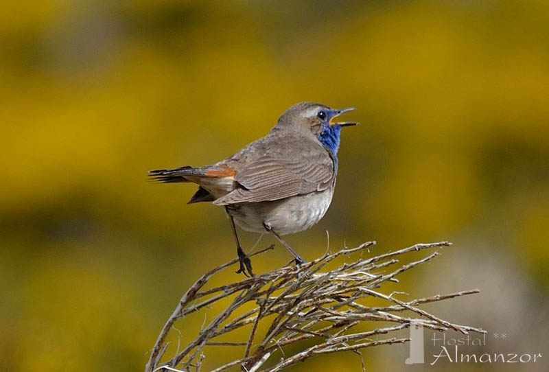 Por qué las aves cantan tanto en primavera