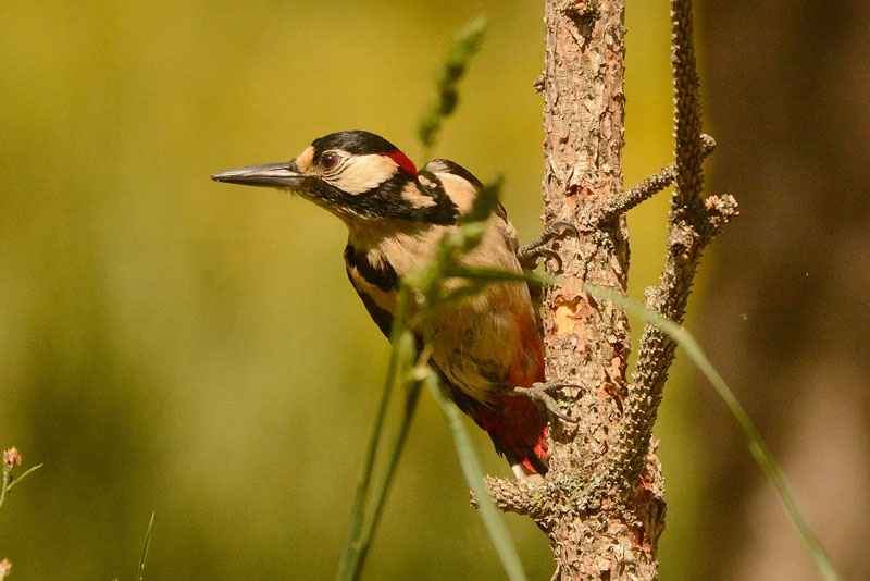 picapinos