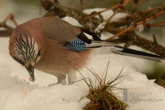 las aves y el cambio climatico