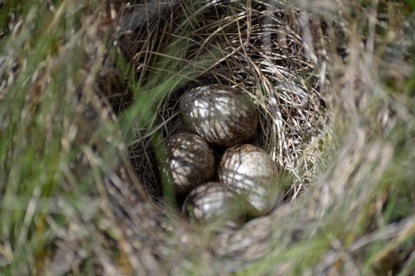 Las aves y el cambio climatico