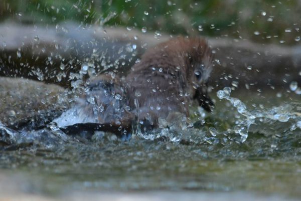 las aves y el cambio climatico