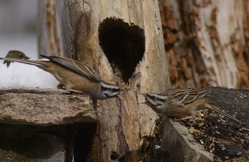 las aves y el cambio climatico