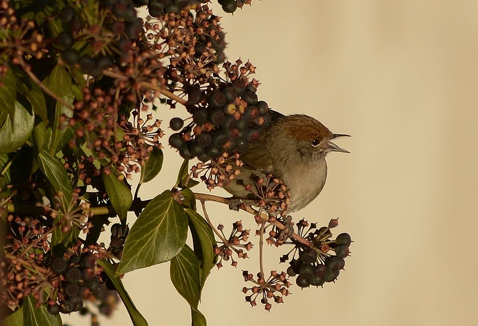 las aves y el cambio climatico