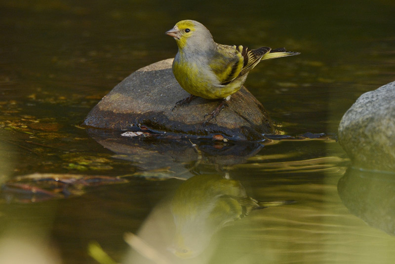 las aves y el cambio climatico