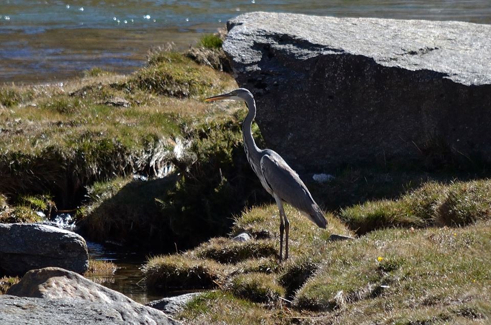 una garza real en Valdeascas