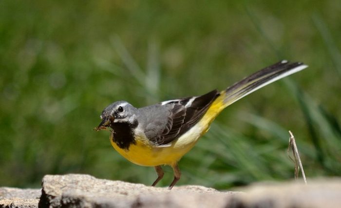 observación de aves